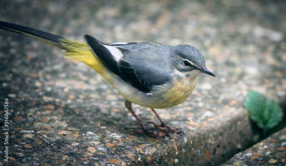 Grey Wagtail