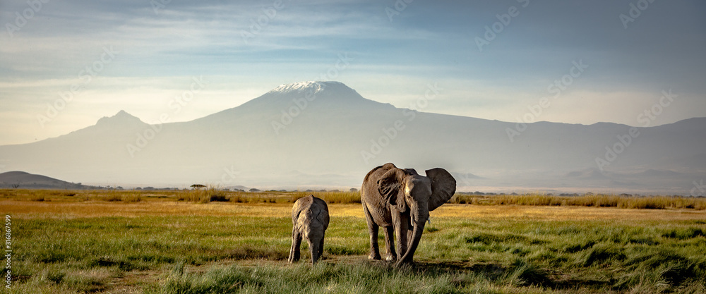 Fototapeta słonie przed kilimandżaro