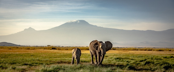 Ingelijste posters Wilde dieren Olifantenkudde voor besneeuwde Kilimanjaro  © CaPlanPhotography