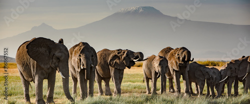 elephants in front of kilimanjaro