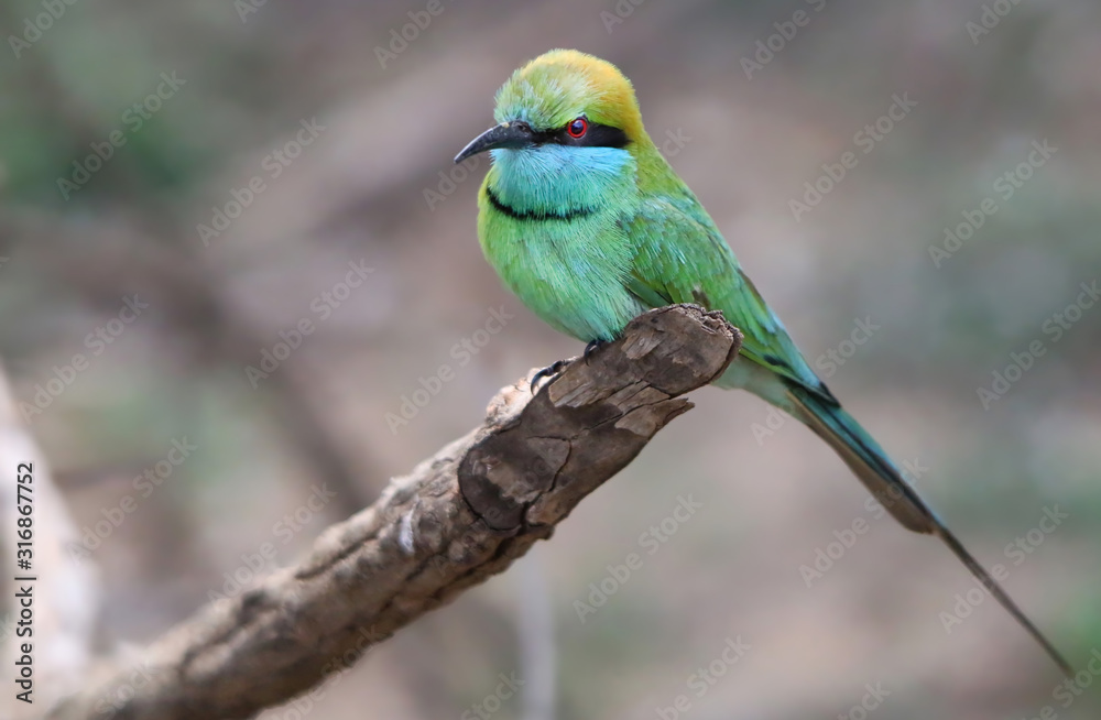 Obraz premium Green Bee Eater