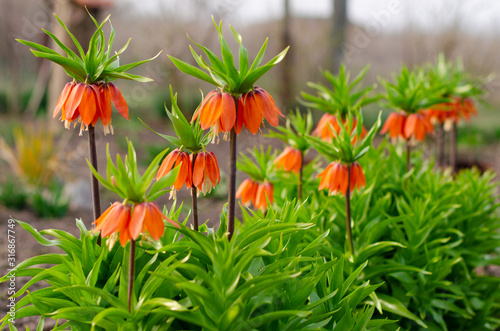 Blooming crown imperial in spring garden. Crown imperial fritillary Fritillaria imperialis flowers. Orange crown imperial flowers