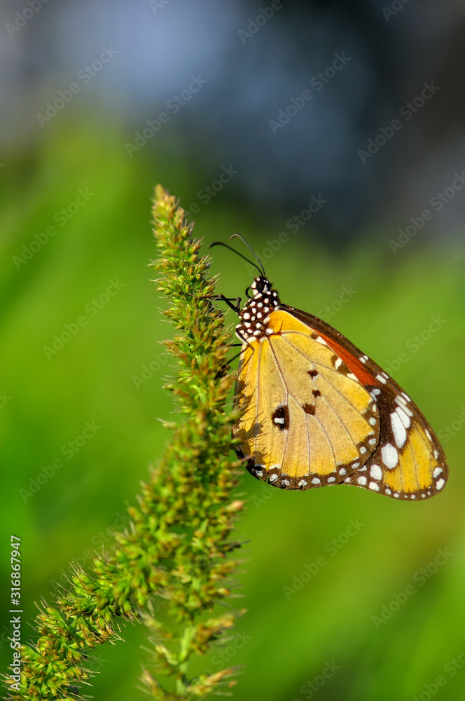 Obraz premium Closeup beautiful butterfly sitting on the flower.