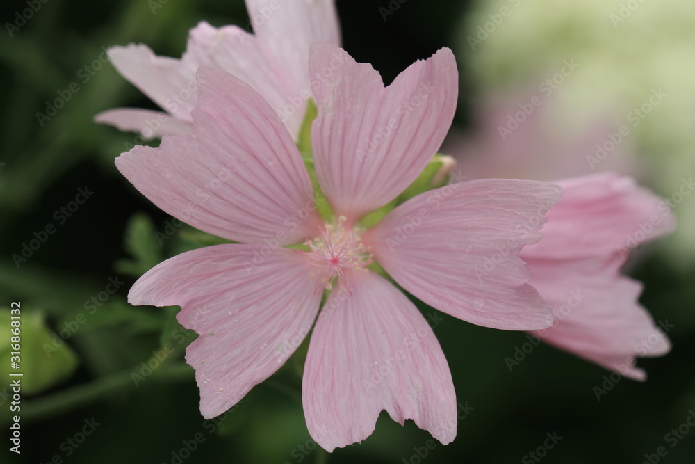 Obraz premium pink flower