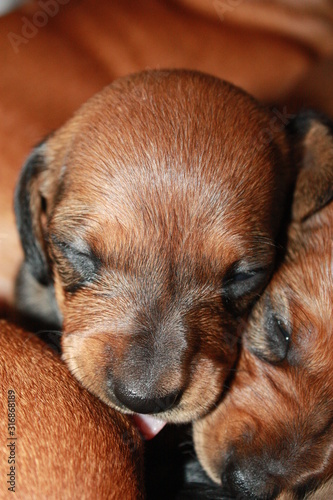 Miniature Dachshund Dog