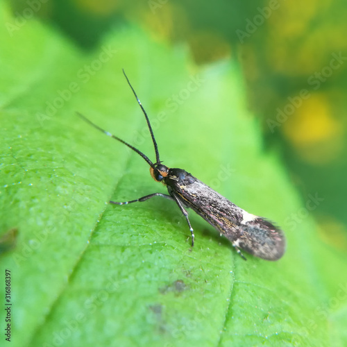 Sulphur Tubic, Esperia sulphurella