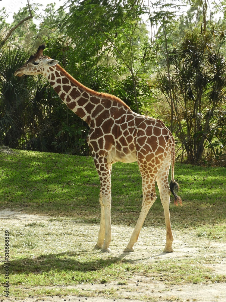 Obraz premium Giraffe