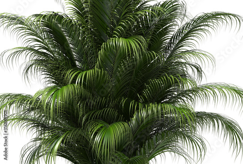  palm tree on white background 3D render