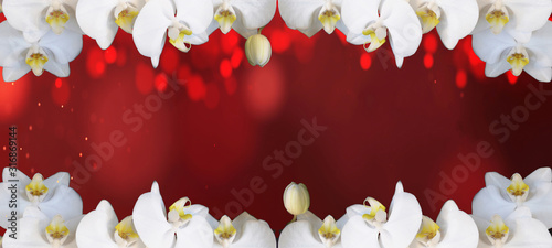 Fotografie Frame made of beautiful white orchids isolated on red bokeh texture background p
