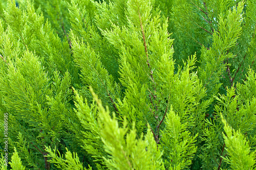 beautiful green grass, close up, magnificent background.