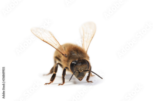  bee isolated on white background