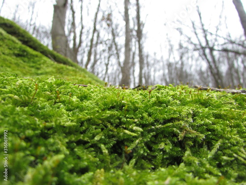 photo of moss on forest background