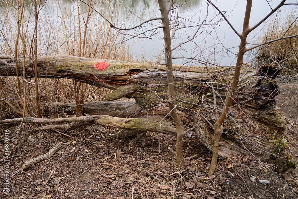 Fototapeta premium Red mark on the tree. Marked tree