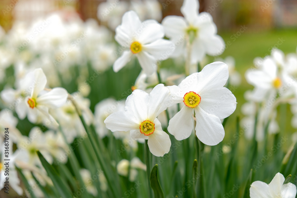 Flowering daffodils in the garden in the spring. Flowering daffodils in the garden in the spring.