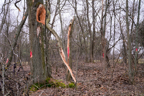Obraz na płótnie Red mark on the tree. Marked tree