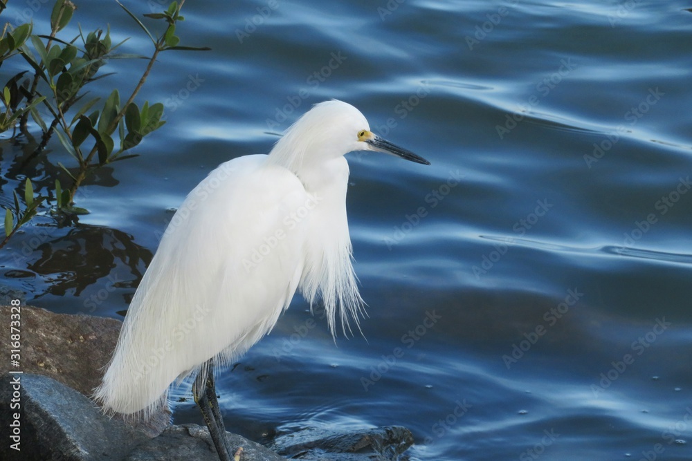 White snowy heron on blue water background on Florida river, closeup White snowy heron on blue water background on Florida river, closeup