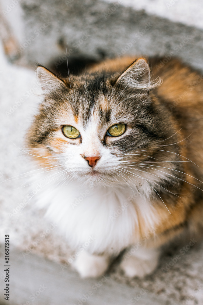 cat with green eyes cat with green eyes
