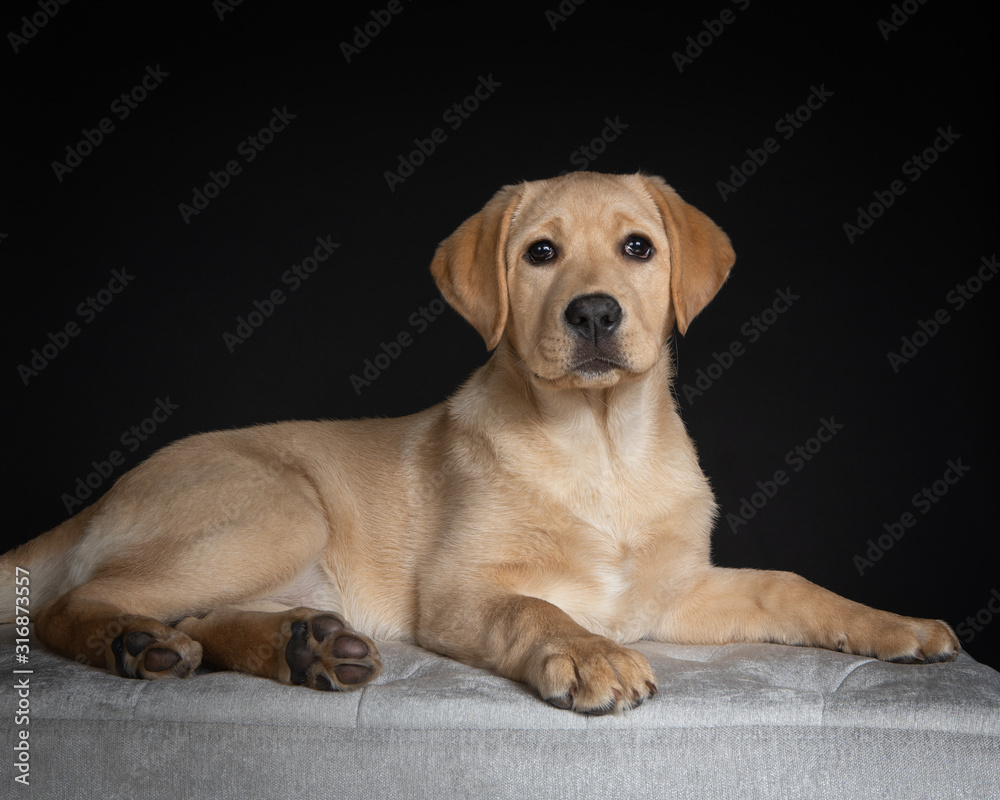 Cute yellow Labrador dog lying down isolated on dark background Cute yellow Labrador dog lying down isolated on dark background