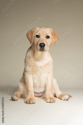 Cute yellow lab puppy isolated and sitting on light background in studio