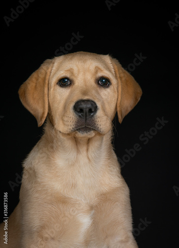 Portrait of yellow lab puppy isolated on dark background