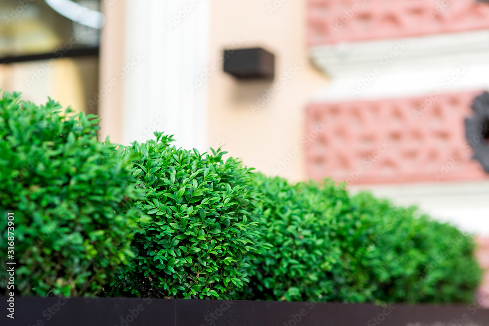 green deciduous bushes growing in a flowerpot near the facade of the building, close up of green urban plantings.