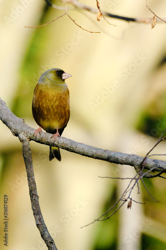 green finch on branch