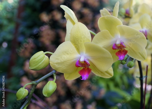 Photo Beautiful light yellow and purple color Dendrobium orchids