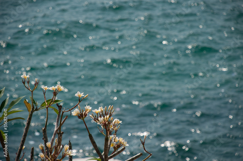 Plumeria flowers on the sea background
