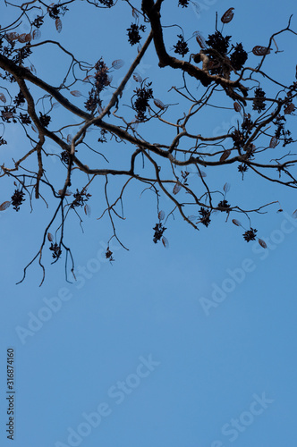 The dry tree on the blue sky background