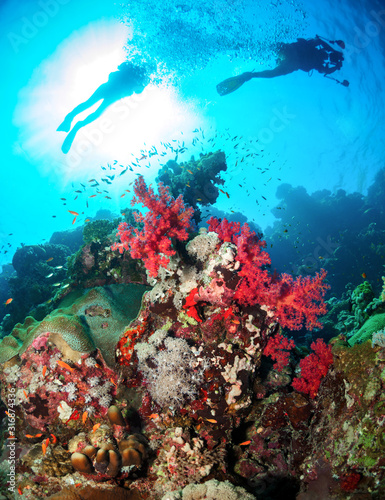 Divers sail over a beautiful coral reef with soft corals, in the Red Sea.