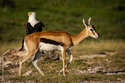 photobomb impala