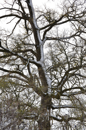 Tree with some buds on its branches and snow in the north-facing trunk area