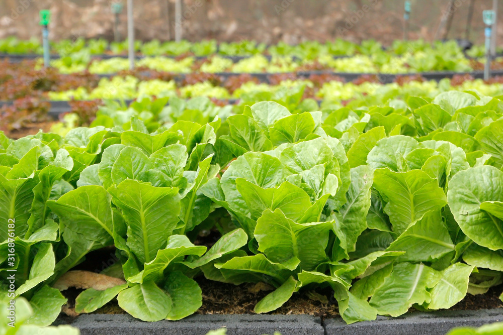 green vegetable in organic farm green vegetable in organic farm