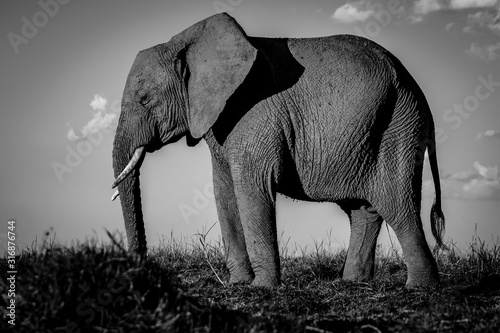Photography elephants in africa