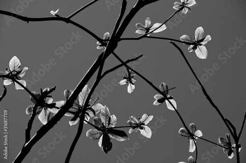 Twigs and flowers on the sky