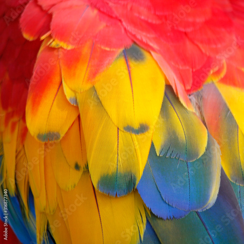 closeup of macaw parrot feather