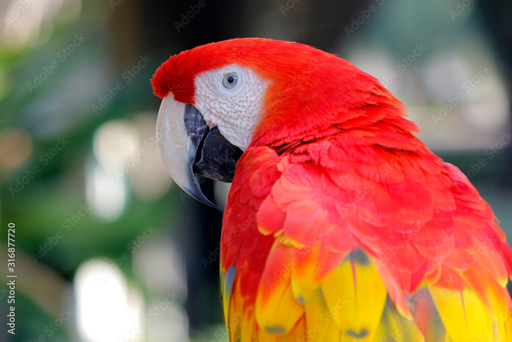 closeup of beautiful macaw parrot
