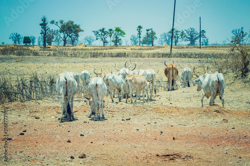 A herd of white African cows walks through the savannah near Dakar, Senegal. Baobabs are visible in the background. photo