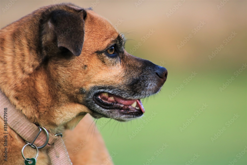 perro feliz en el parque 