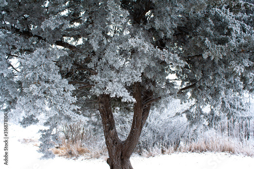 tree in the snow winter frost landscape