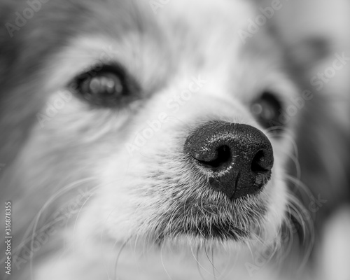 Obraz na plátně Black and white close-up of soulful dog's face