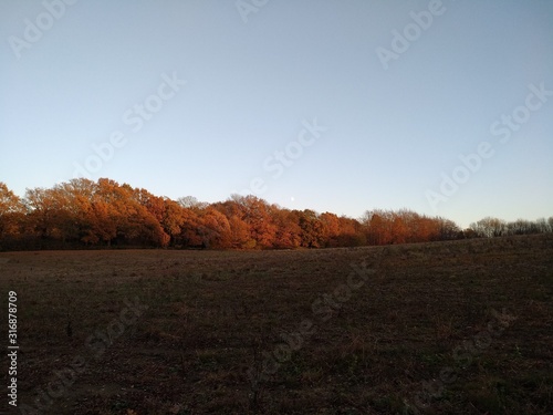 tree in autumn