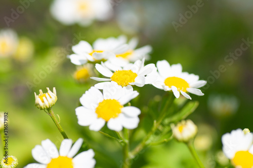 The white daisy flowers on green foliage background in garden