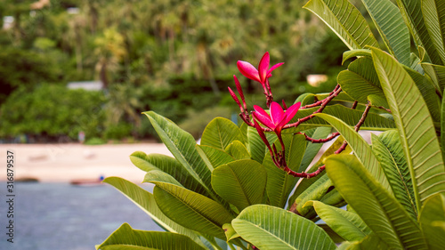 Red frangipani plumeria flowers, tanote bay on background, Koh Tao photo