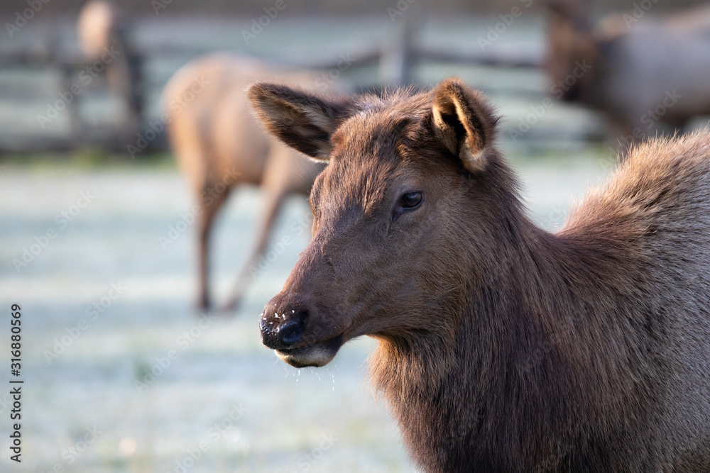 Fototapeta premium Elk - Great Smoky Mountains National Park