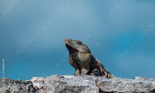 Wallpaper Mural Iguana receiving the noon summer son in mexico  Torontodigital.ca