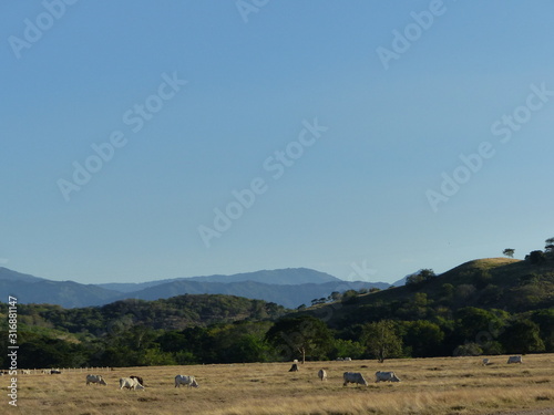 Valle con ganado