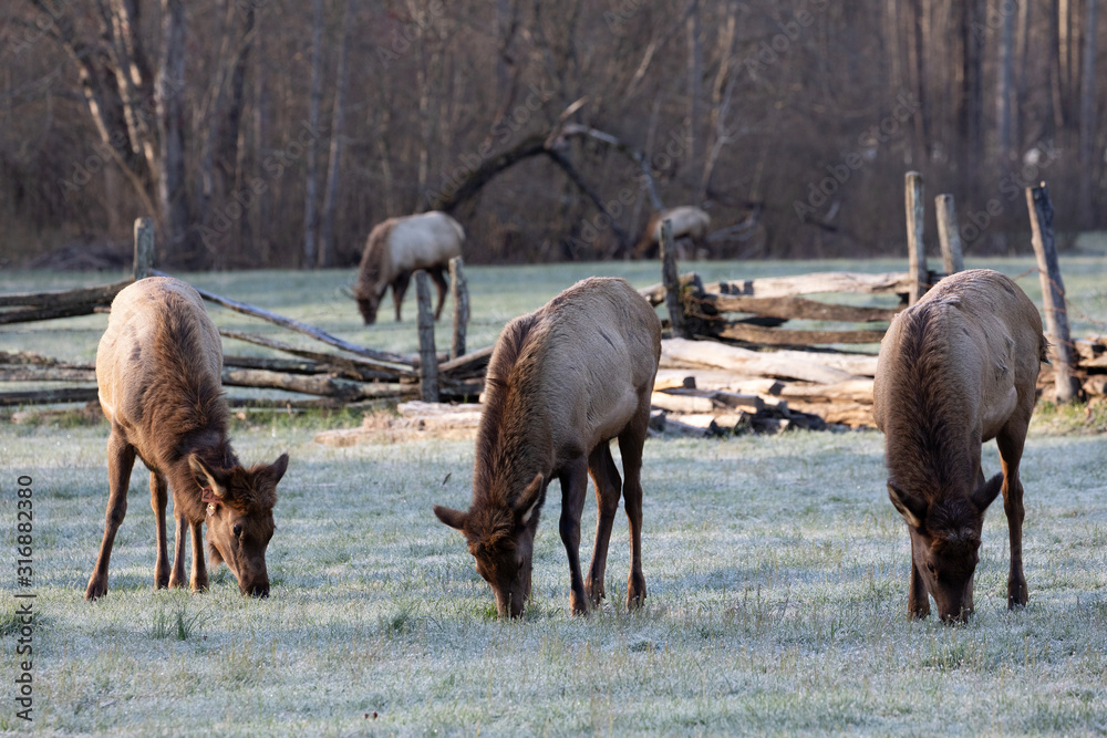 Fototapeta premium Elk - Great Smoky Mountains National Park