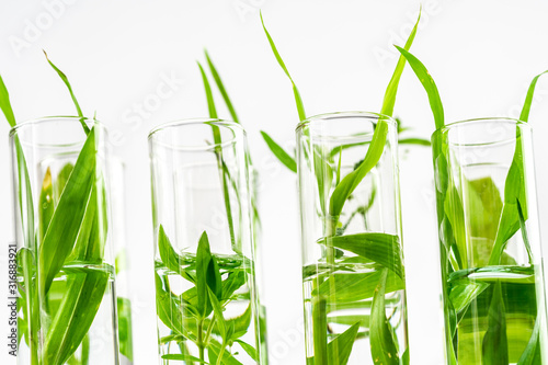 Green fresh plant in glass test tube in laboratory.