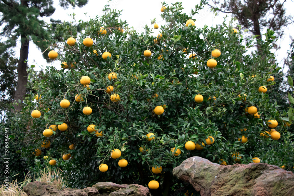 Mandarin orange plantation,Jeju mandarin farm, Korea Mandarin orange plantation,Jeju mandarin farm, Korea